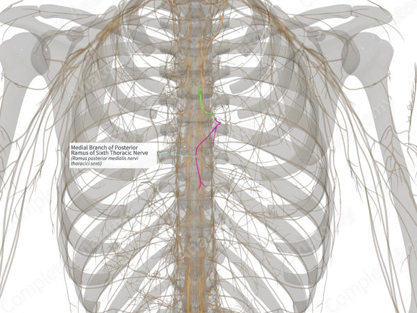 Medial Branch of Posterior Ramus of Sixth Thoracic Nerve (Right)
