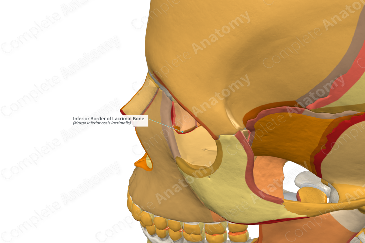 Inferior Border of Lacrimal Bone