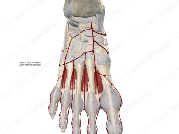 Lateral Tarsal Artery