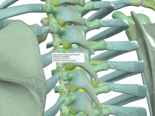Transverse Process of Fourth Thoracic Vertebra (Right)