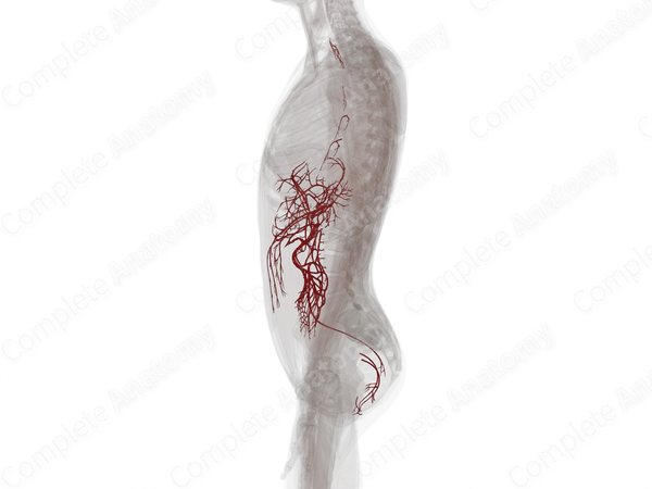 Arteries of Digestive System