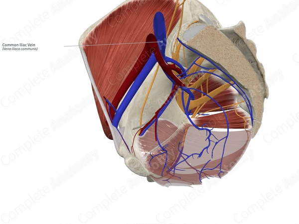 Common Iliac Vein 