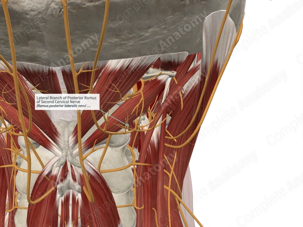 Lateral Branch of Posterior Ramus of Second Cervical Nerve