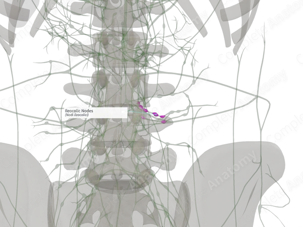 Ileocolic Nodes