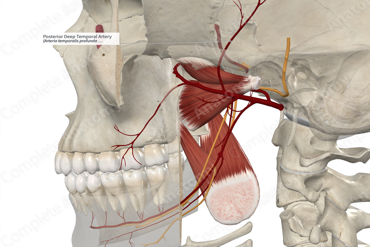 Posterior Deep Temporal Artery 