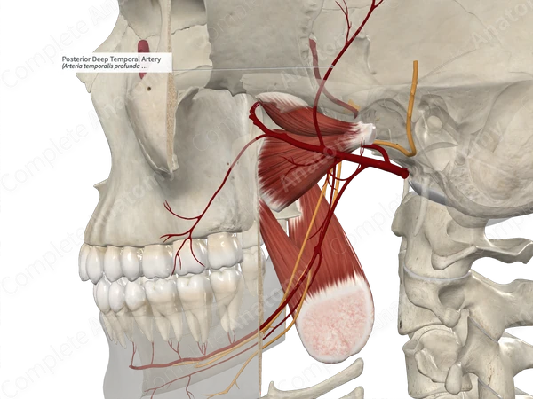 Posterior Deep Temporal Artery | Complete Anatomy