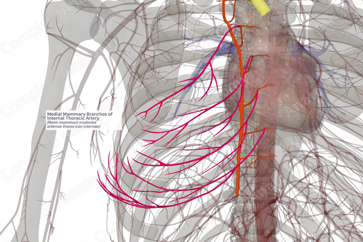 Medial Mammary Branches of Internal Thoracic Artery (Right)
