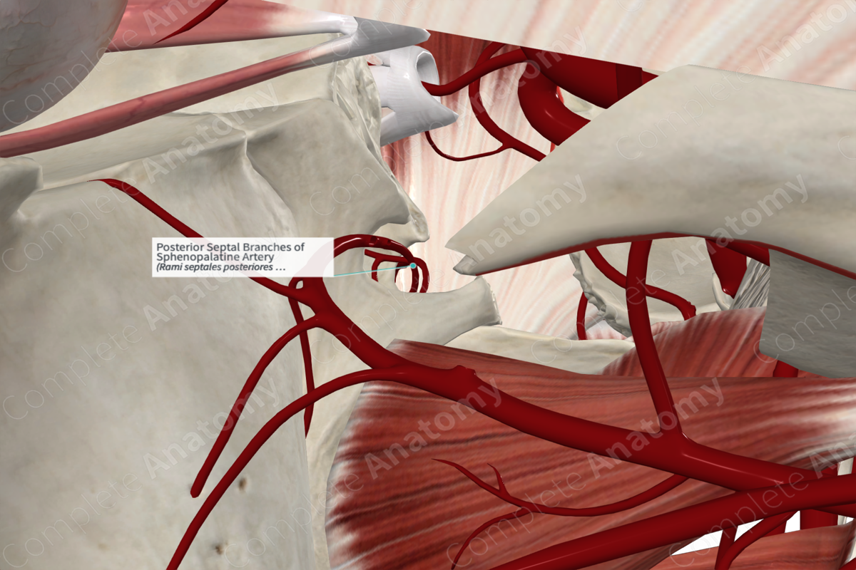 Posterior Septal Branches of Sphenopalatine Artery 