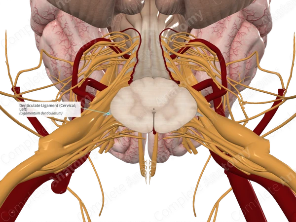 Denticulate Ligament (Cervical; Left)
