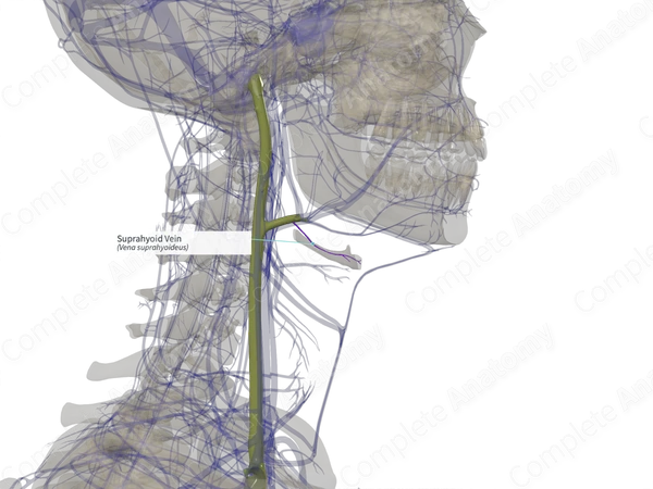 Suprahyoid Vein (Left)