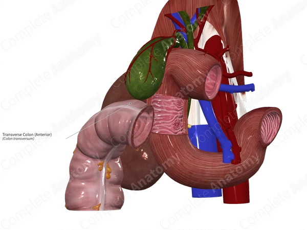 Transverse Colon (Anterior)