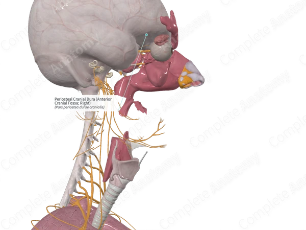 Periosteal Cranial Dura (Anterior Cranial Fossa; Left)