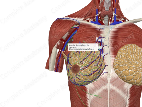 Anterior Sternoclavicular Ligament