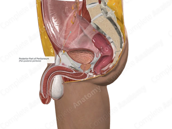 Posterior Part of Peritoneum