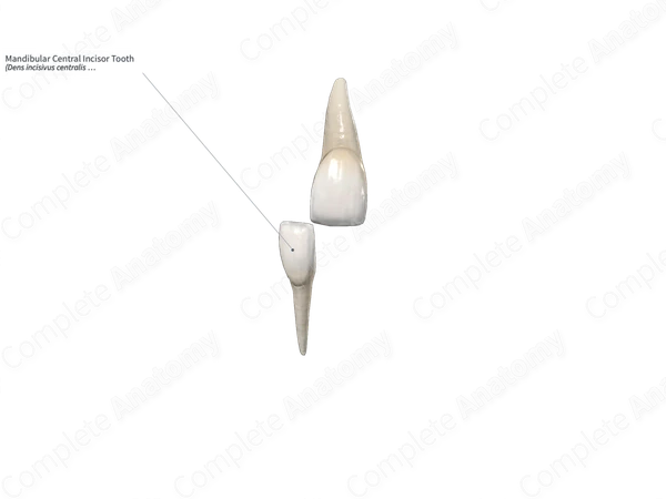 Mandibular Central Incisor Tooth 