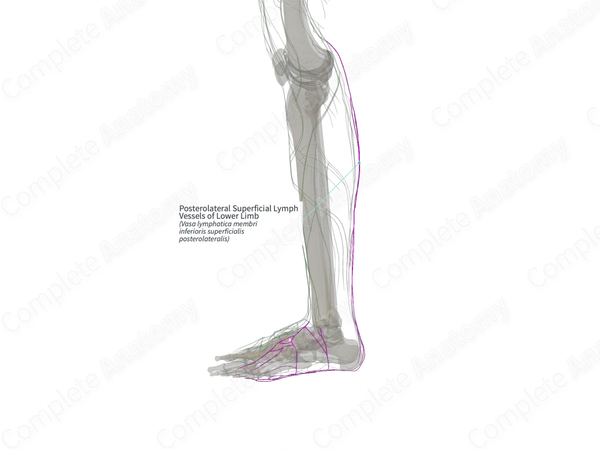 Posterolateral Superficial Lymph Vessels of Lower Limb (Right)