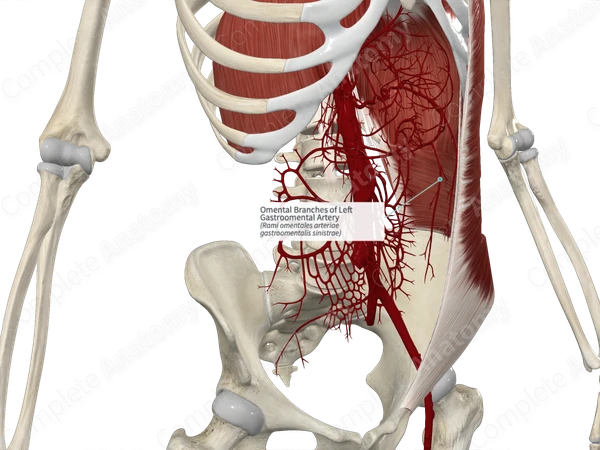 Omental Branches of Left Gastroomental Artery