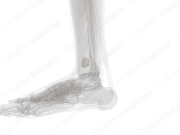Bursae of Ankle Joint (Left)