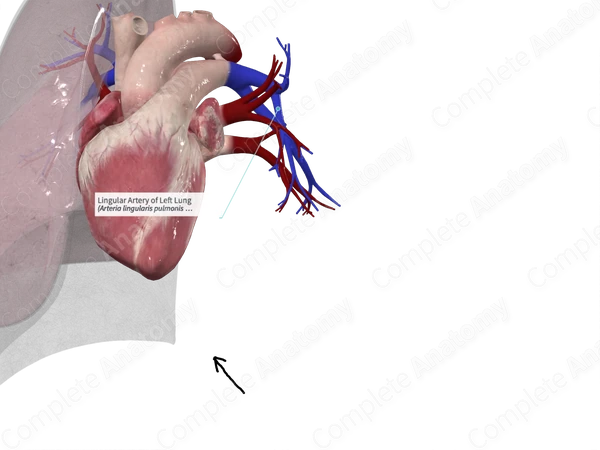 Lingular Artery of Left Lung