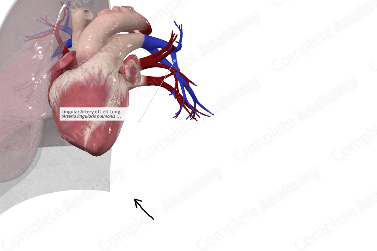 Lingular Artery of Left Lung