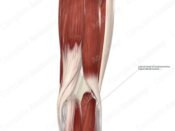 Lateral Head of Gastrocnemius