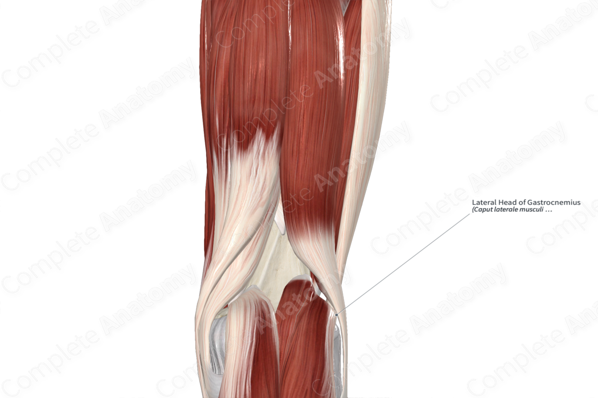 Lateral Head of Gastrocnemius 
