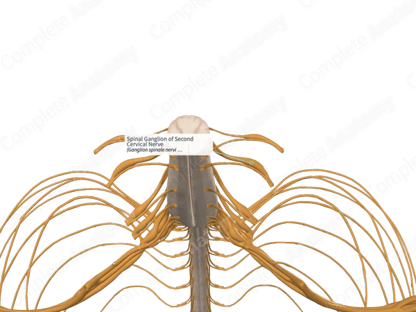 Spinal Ganglion of Second Cervical Nerve