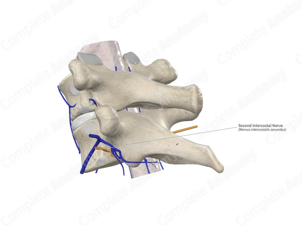 Second Intercostal Nerve 