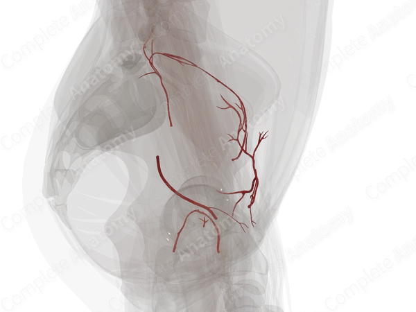 Arteries of Pelvic Girdle (Left)