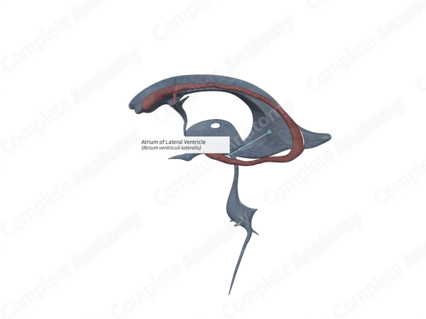 Atrium of Lateral Ventricle 