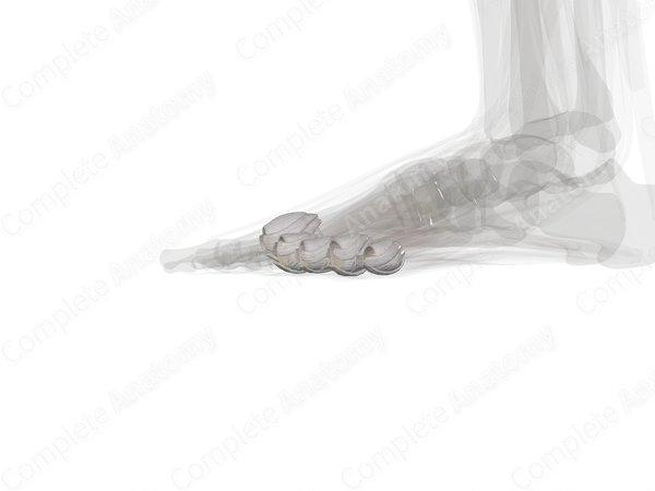 Metatarsophalangeal Joints (Left)