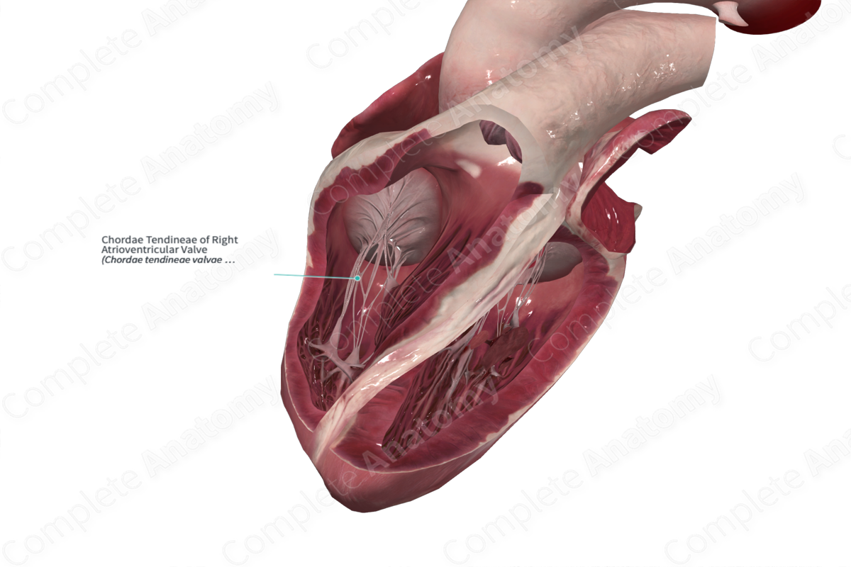 Chordae Tendineae of Right Atrioventricular Valve | Complete Anatomy