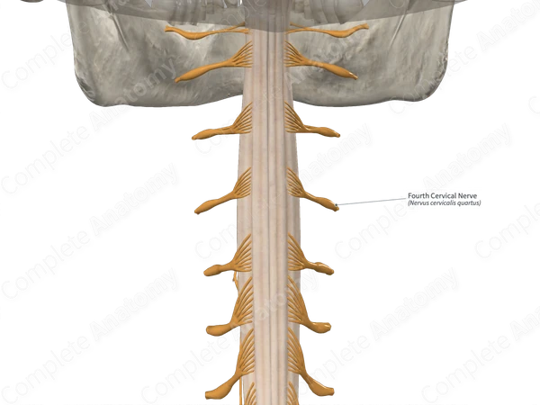 Fourth Cervical Nerve