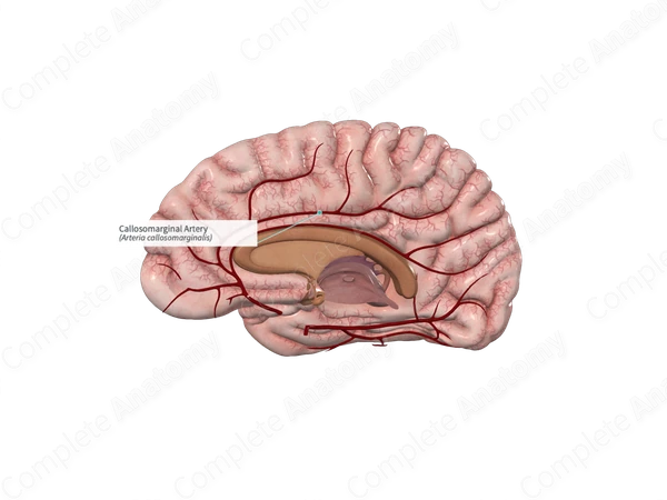 Callosomarginal Artery