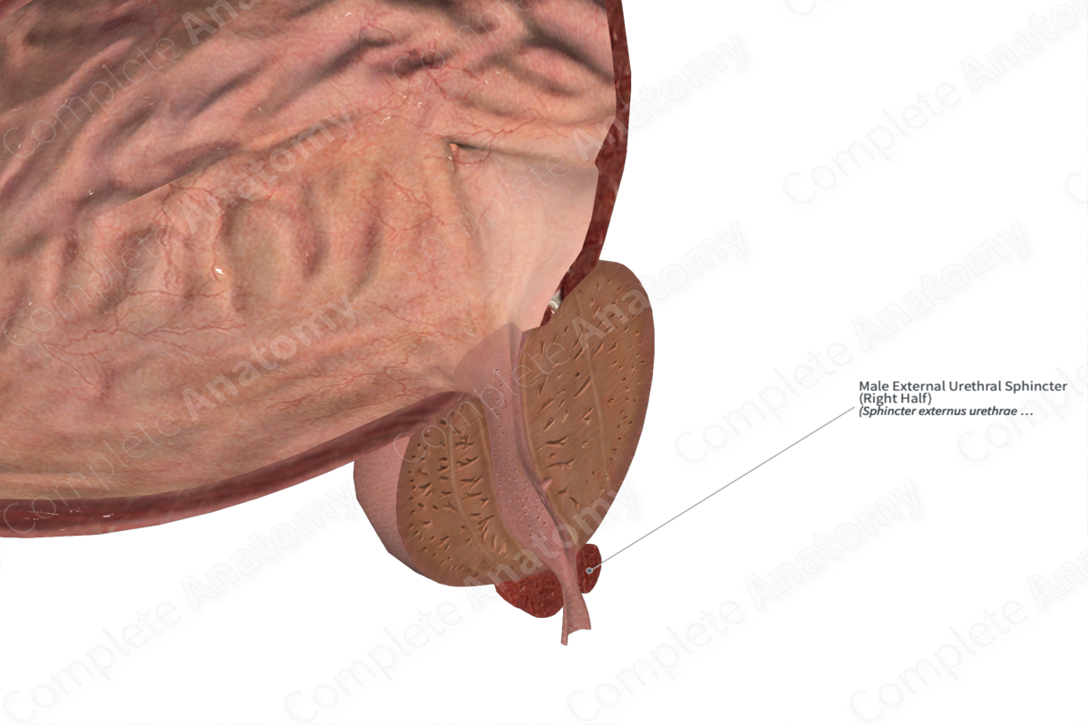 Male External Urethral Sphincter (Left Half)