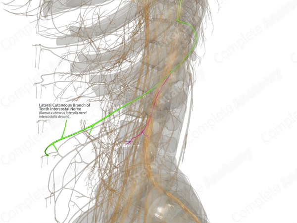 Lateral Cutaneous Branch of Tenth Intercostal Nerve (Right)