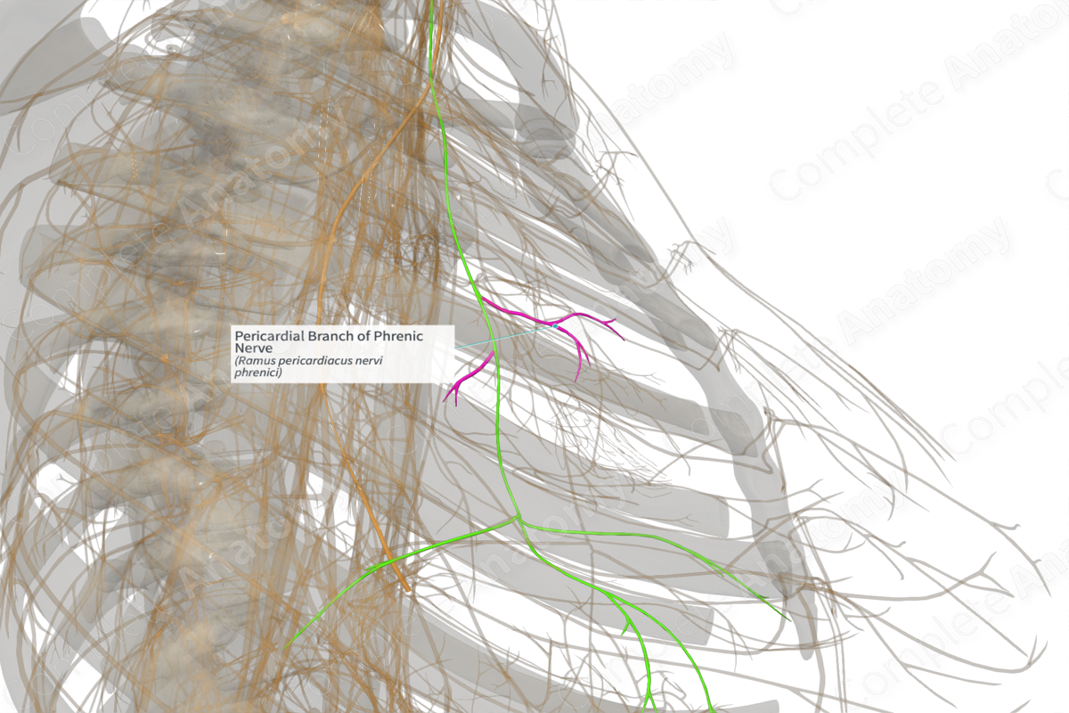 Pericardial Branch of Phrenic Nerve (Left)