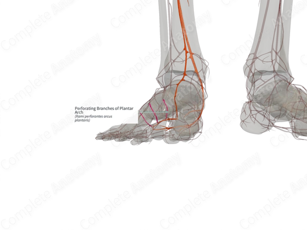 Perforating Branches of Plantar Arch (Left)
