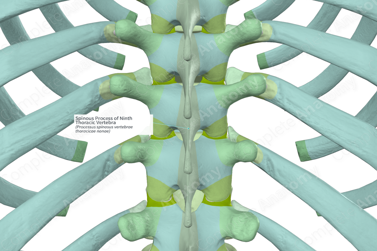 Spinous Process of Ninth Thoracic Vertebra