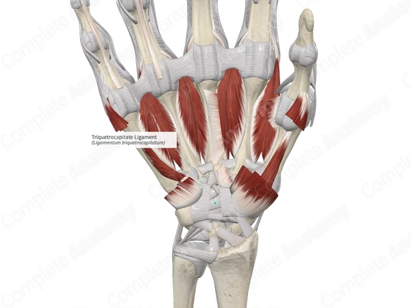 Triquetrocapitate Ligament 