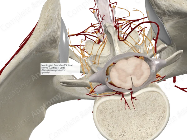 Meningeal Branch of Spinal Nerve (Lumbar; Left)