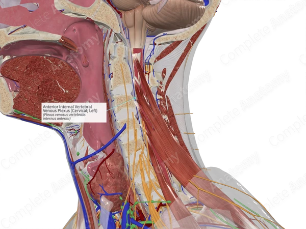 Anterior Internal Vertebral Venous Plexus (Cervical; Left)