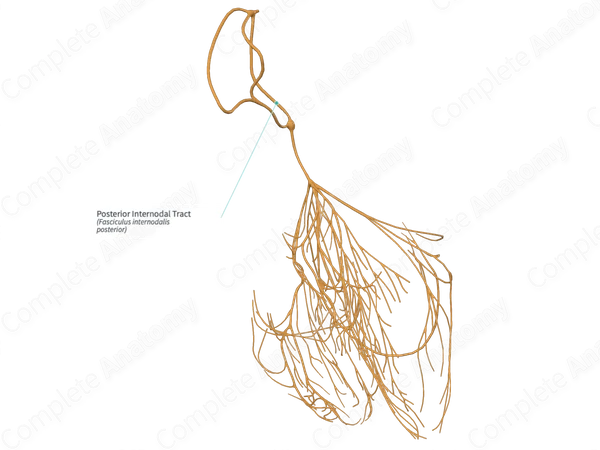 Posterior Internodal Tract