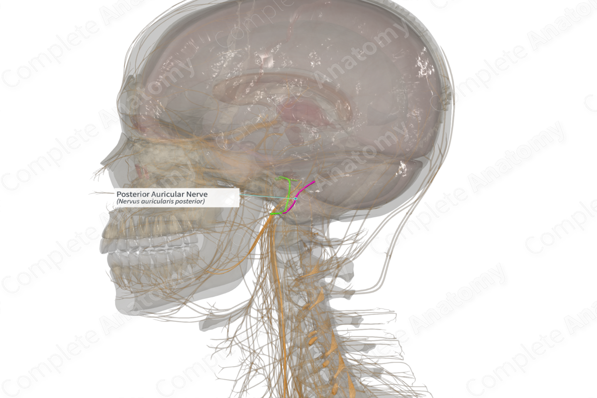 Posterior Auricular Nerve (Right) | Complete Anatomy