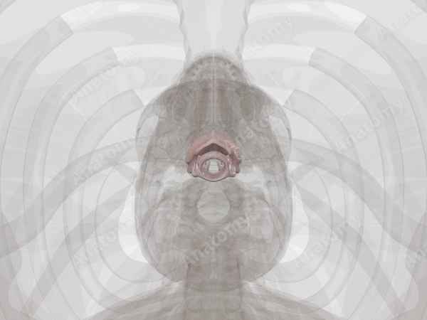 Laryngeal Cartilages
