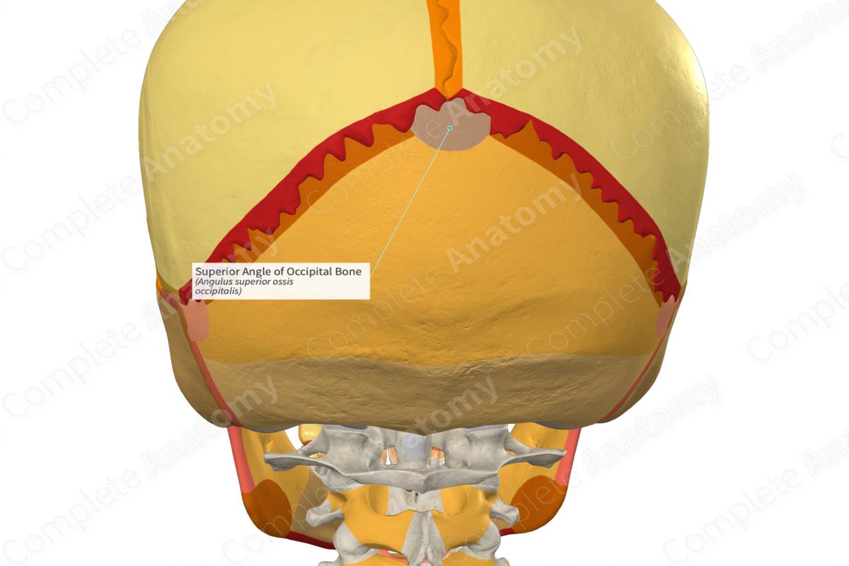 Superior Angle of Occipital Bone