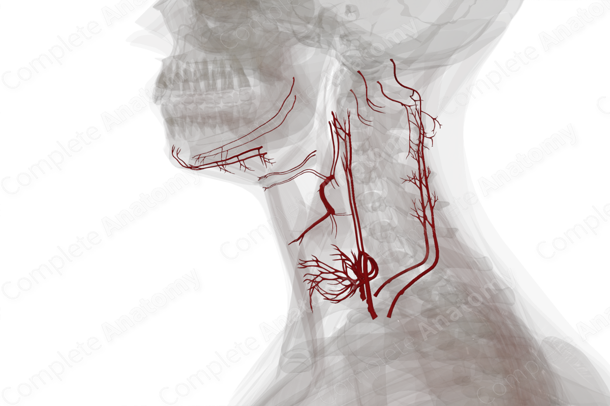 Arteries of Neck