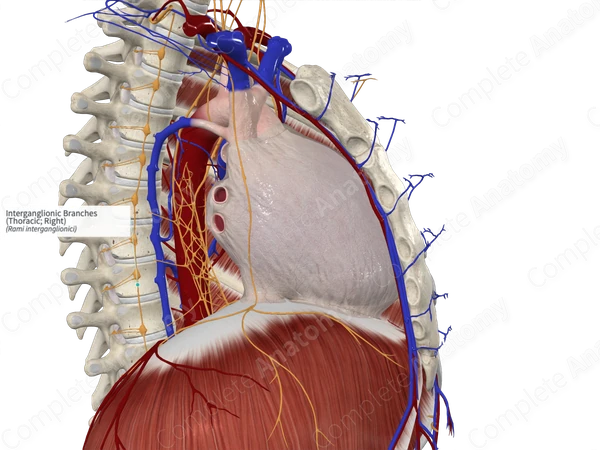 Interganglionic Branches (Thoracic; Right)