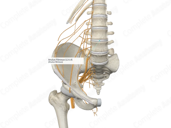 Anulus Fibrosus (L3-L4)