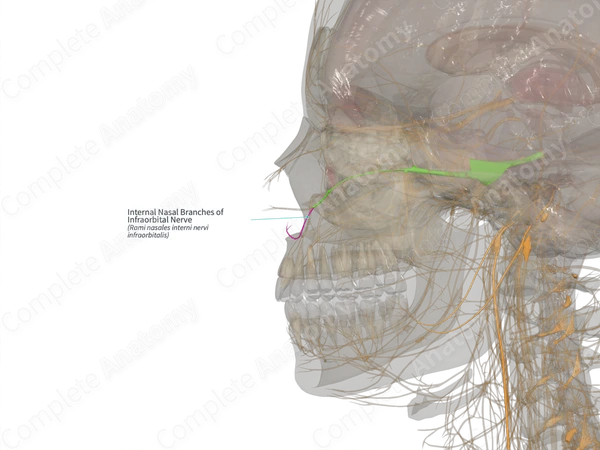 Internal Nasal Branches of Infraorbital Nerve (Right)